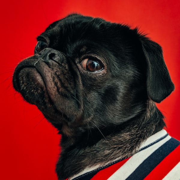 Press portrait, magazine editorial style